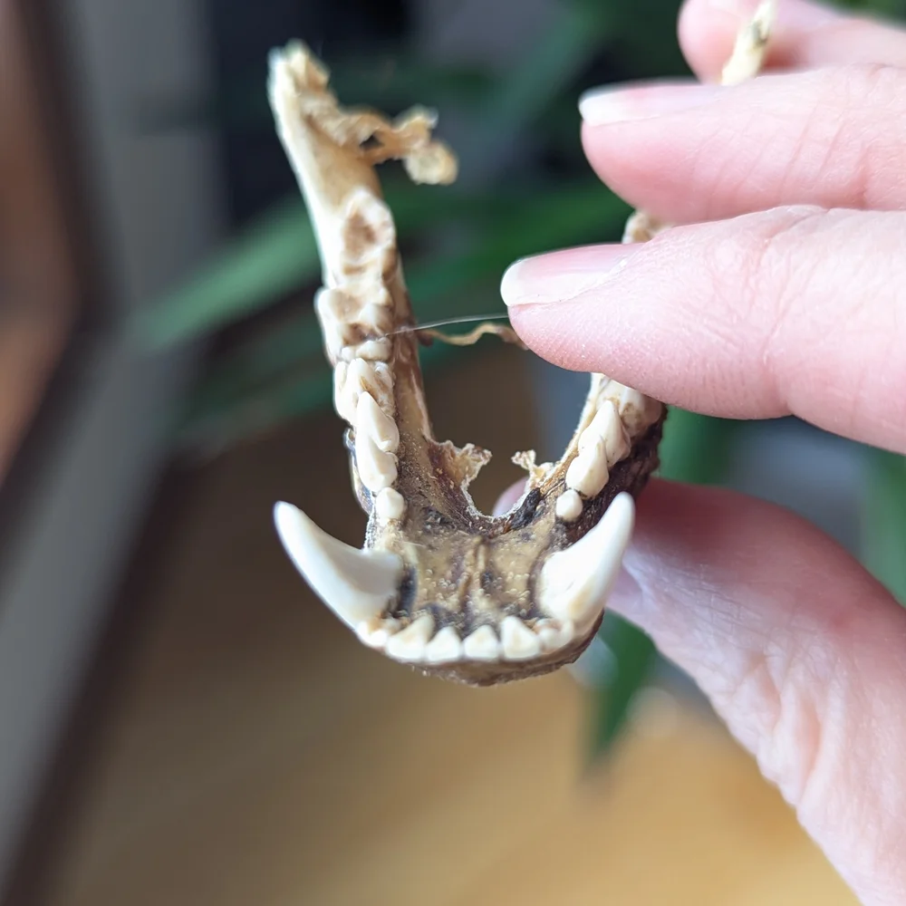 Lower Jawbone of Animal - Small, Possibly Raccoon, Oddity, Skeleton - Picture 8 of 12